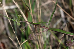 Asclepias longifolia