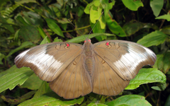 Dophla evelina annamita