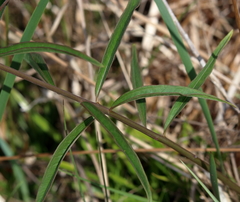 Asclepias longifolia