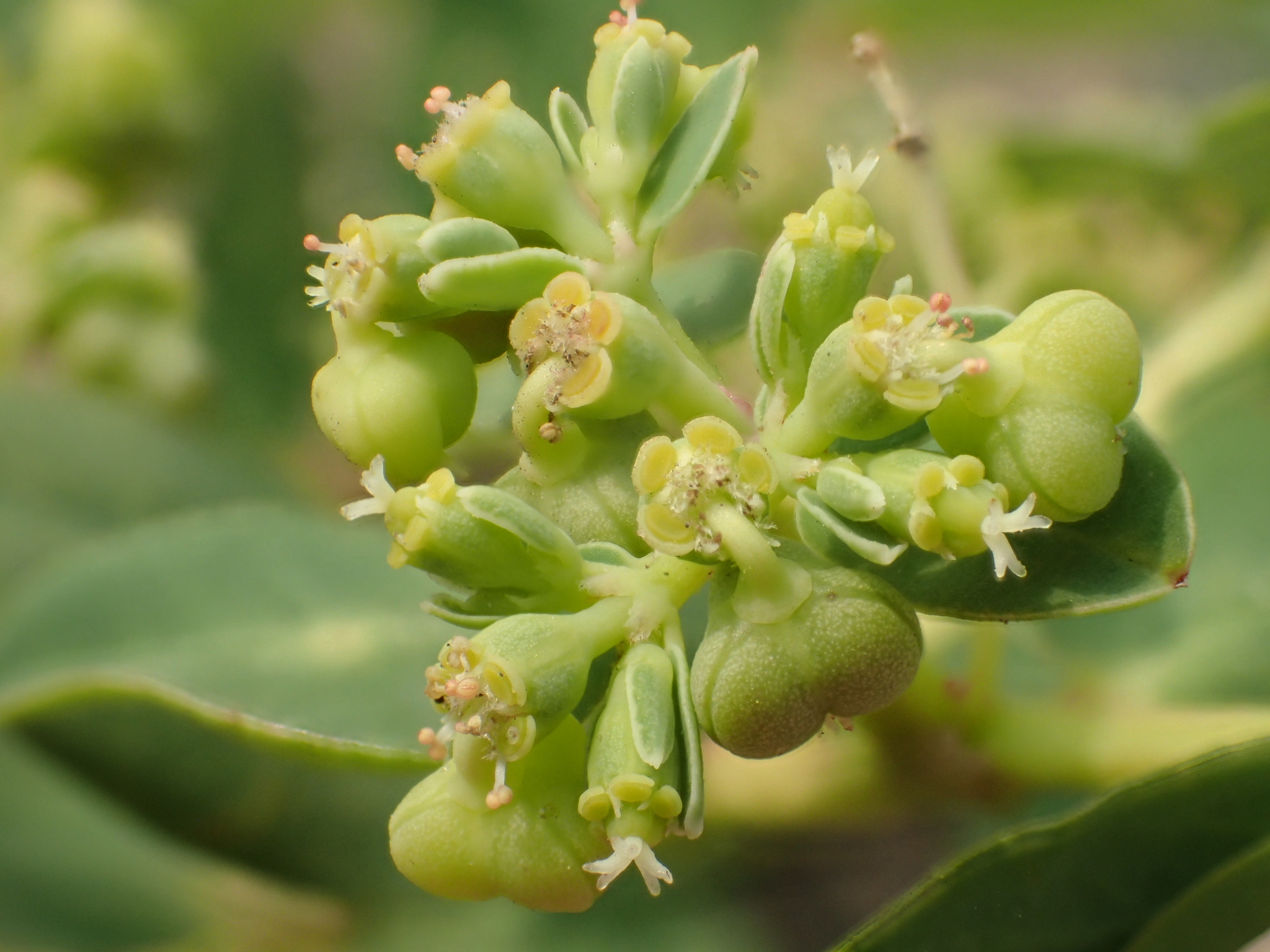 Euphorbia atoto