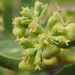 Euphorbia atoto - Photo (c) 葉子, algunos derechos reservados (CC BY-NC), subido por 葉子