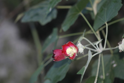 Phymosia umbellata, photograph 1