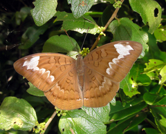 Tanaecia julii odilina