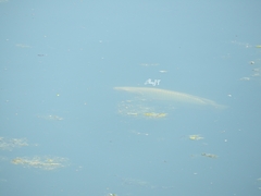 Oreochromis niloticus