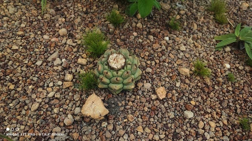 Discocactus heptacanthus