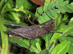 Maculiparia rotundata