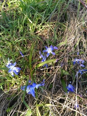 Scilla luciliae