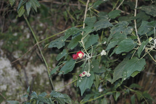 Phymosia umbellata, photograph 2