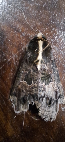 Sundowner moth