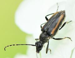 Brachyleptura