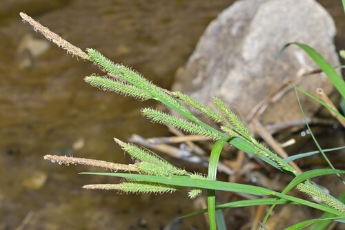 Carex forficula iNat (1)