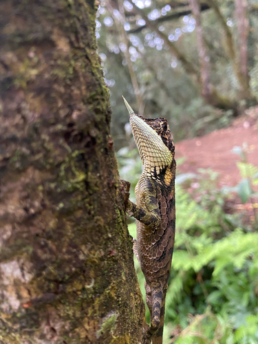 Rhino Horn Lizard