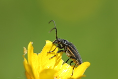 Brachysomida bivittata