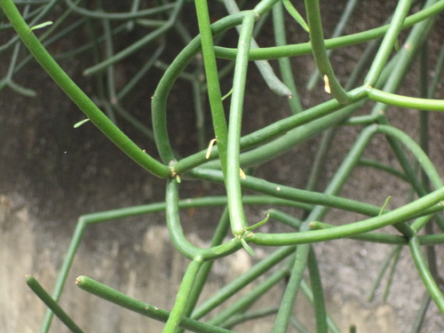 Euphorbia X stenocalli
