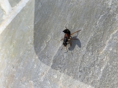 Staphylinus dimidiaticornis