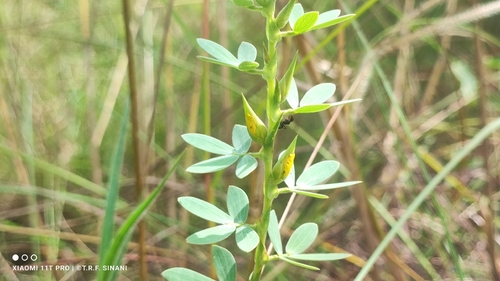 Chamaecrista desvauxii, photograph 6