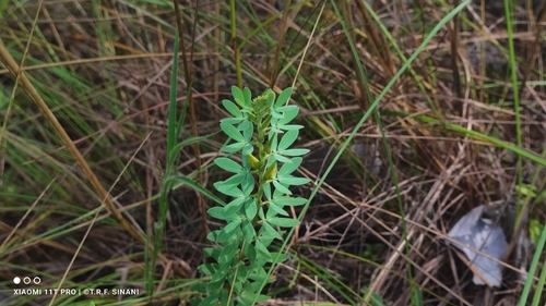 Chamaecrista desvauxii, photograph 5