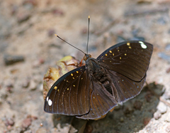 Lexias albopunctata albopunctata