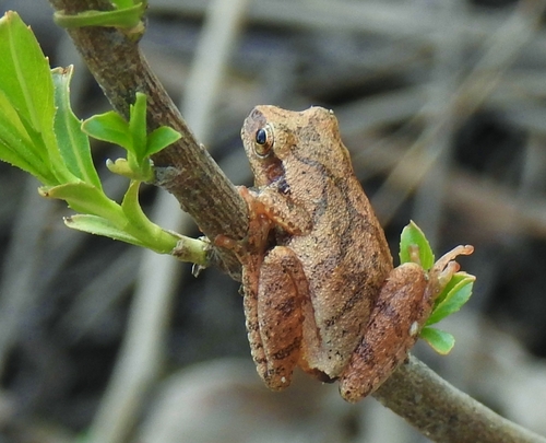 Spring Peeper photographed in Ohio