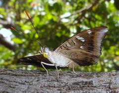 Euthalia aconthea garuda