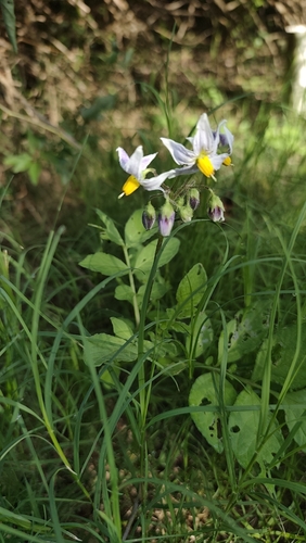 Solanum commersonii
