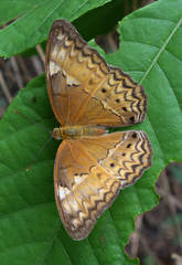 Cirrochroa tyche mithila