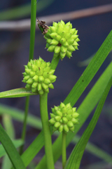 Sparganium hyperboreum