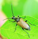 Trigonarthris