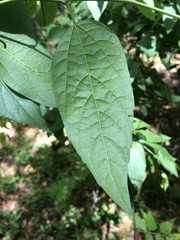 Celtis laevigata image
