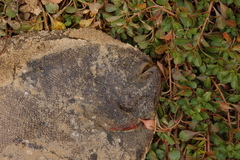 Catathyridium jenynsii