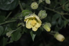 Abutilon hypoleucum