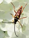 Typocerus velutinus