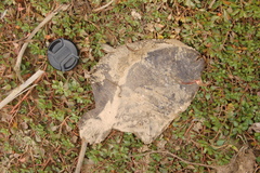 Catathyridium jenynsii