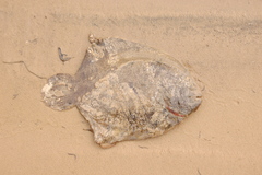 Catathyridium jenynsii