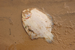 Catathyridium jenynsii