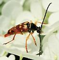 Typocerus velutinus
