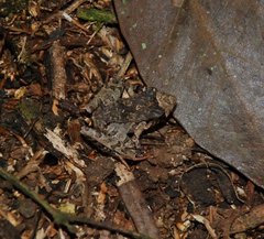 Ischnocnema henselii