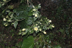 Abutilon hypoleucum