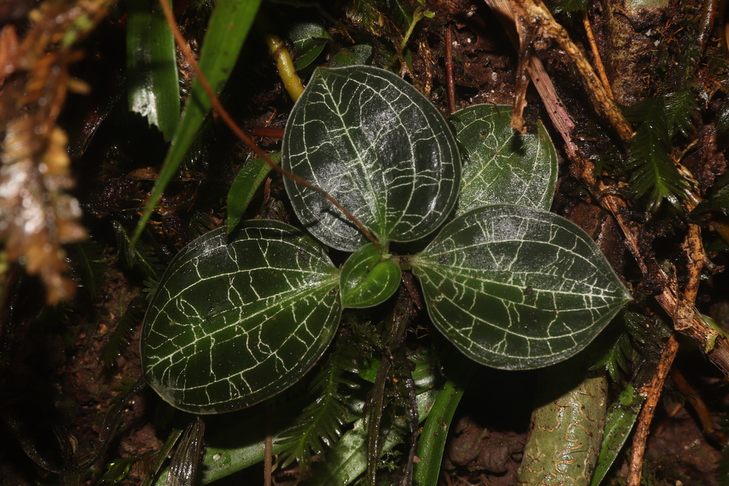 Macodes petola; photograph (c) Fathurrahman Sidiq, some rights reserved (CC BY)