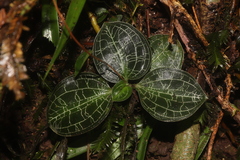 Macodes petola