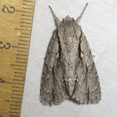 Acronicta texana