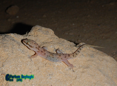 Hemidactylus robustus
