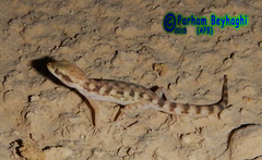 Nayband Dwarf Gecko photo 3