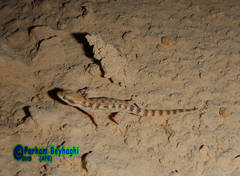 Nayband Dwarf Gecko photo 2