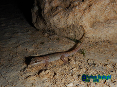 Hemidactylus robustus