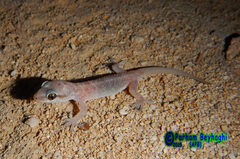 Hemidactylus robustus