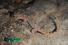 Hemidactylus robustus