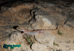 Hemidactylus robustus