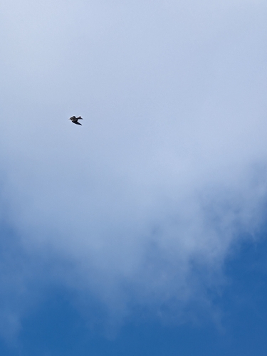 Red Kite
