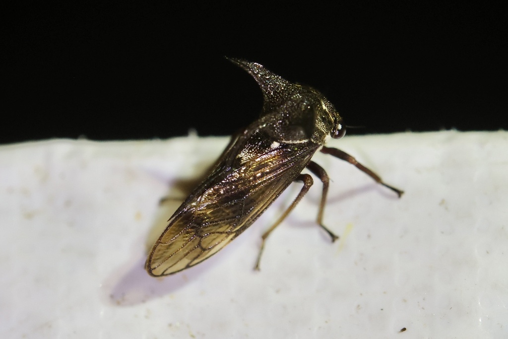 Indicopleustes